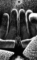 BERSERK_113 kopie